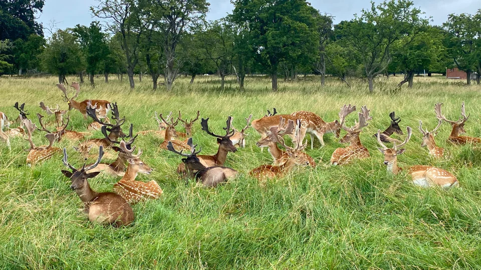 Dublin - Phoenix Park